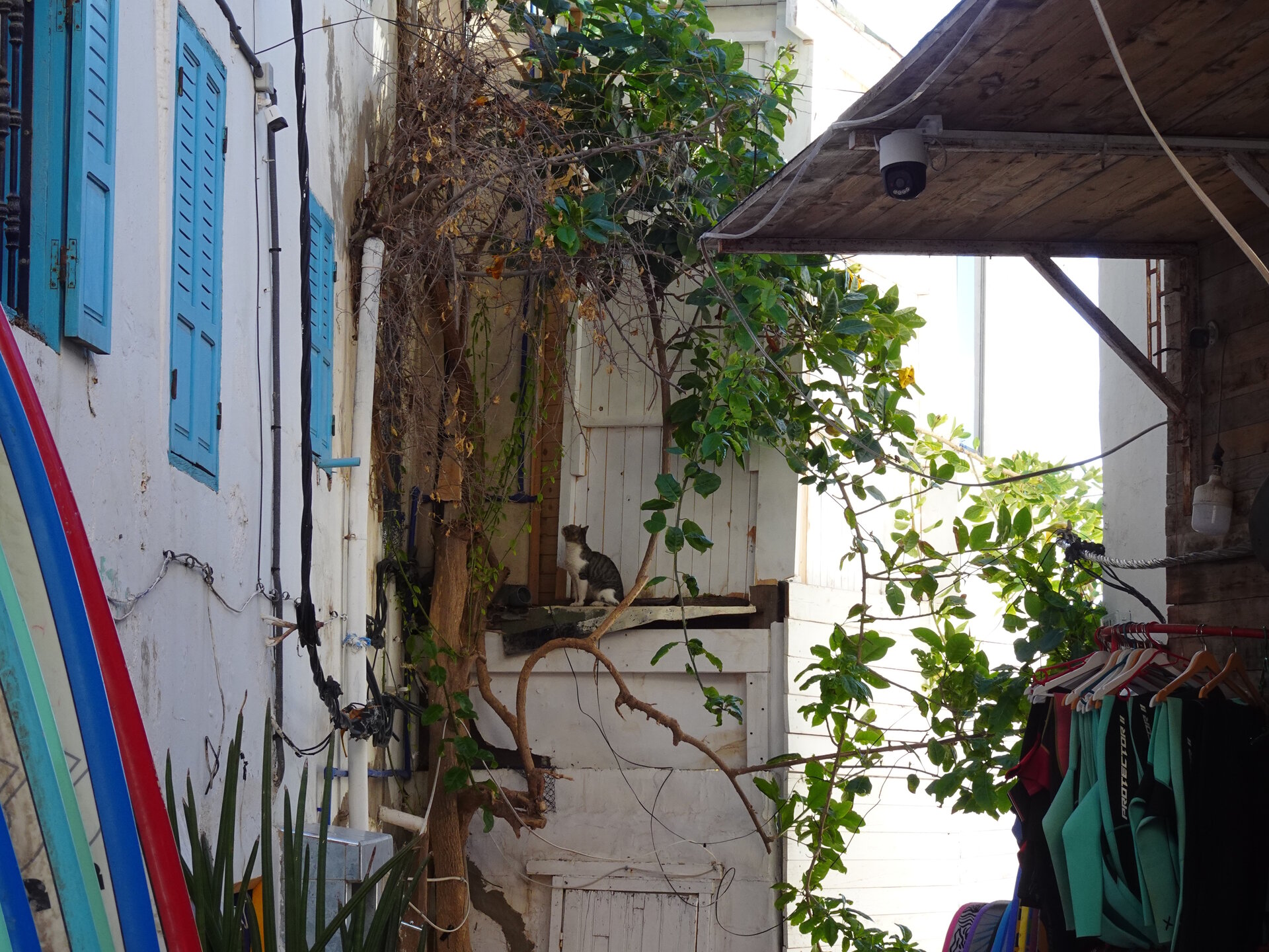 Cat at second floor window
