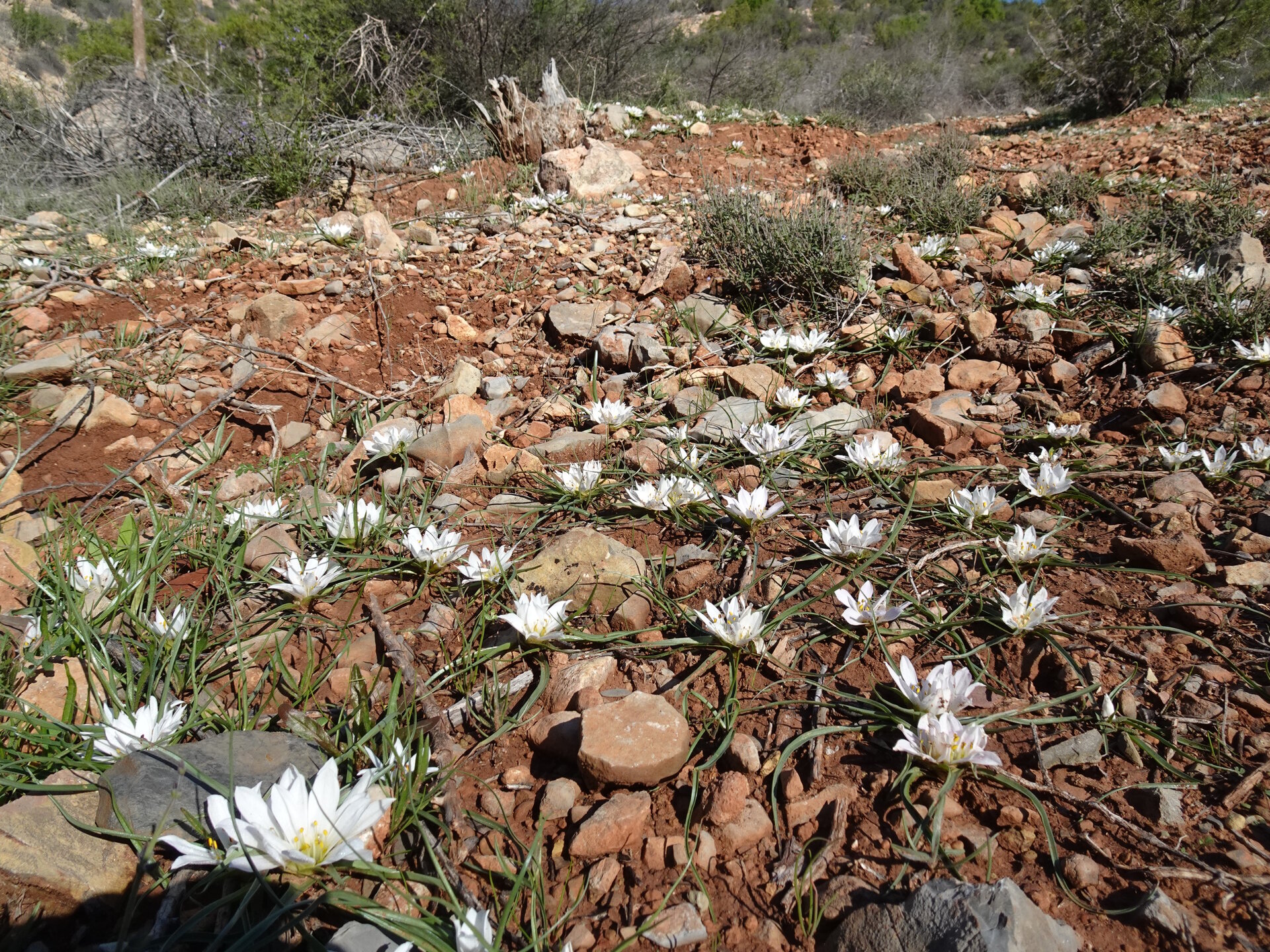 Wild flowers on ground