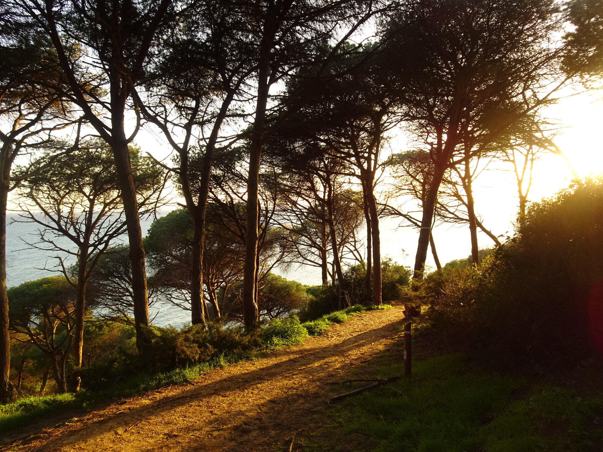 Wind-bent pines casting long shadows on a dirt path at sunset