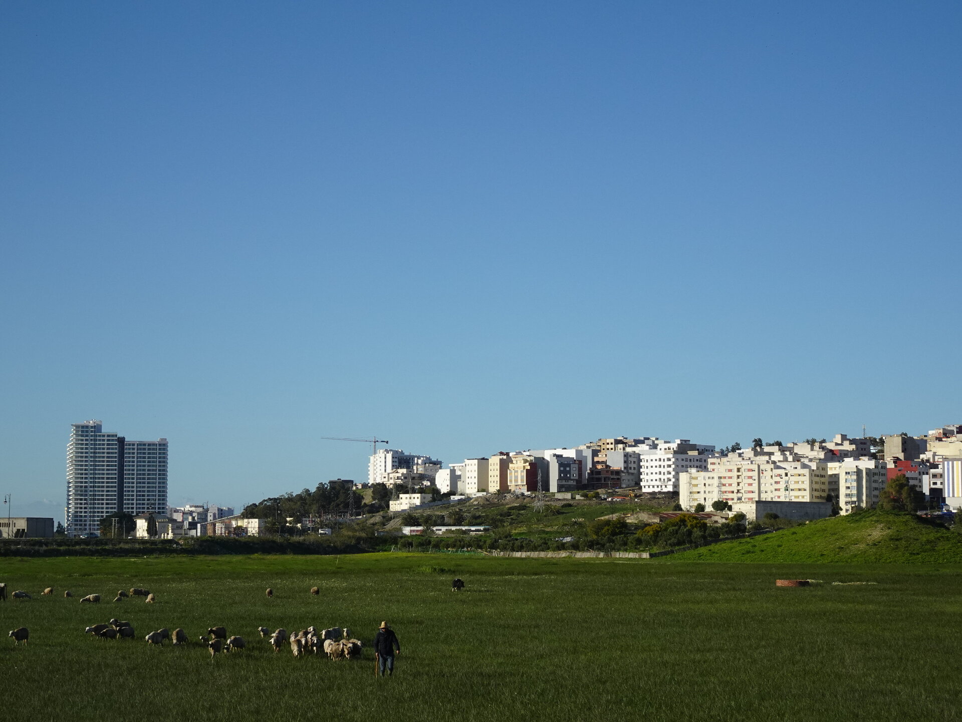 Shepherd with flock of sheep in a green field with Tangier skyline behind